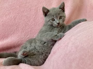 シャルトリュー【静岡県・男の子・2021年8月5日・ブルー（ふかふかダブル）】の写真「美しいブルー猫✨気品と可愛さを兼ね備えた魅力を是非」