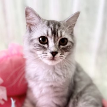 スコティッシュフォールド(立ち耳)【静岡県・男の子・2023年2月22日・シルバータビー】の写真「出産ラッシュの為値引🌟動画も見て下さい良い子です♪」