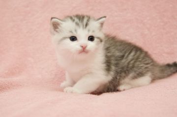 マンチカン(長足)【静岡県・男の子・2021年12月9日・シルバータビー&ホワイト】の写真「短毛ふわふわ💕普通足❤️人が好きな子です」