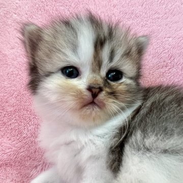 スコティッシュフォールド【静岡県・男の子・2023年10月27日・ブラウンタビー&ホワイト】の写真「むちむちまん丸男の子💖」