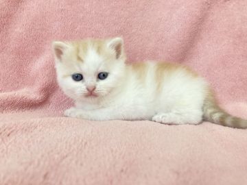 スコティッシュフォールド(立ち耳)【静岡県・男の子・2020年12月28日・レッドタビー&ホワイト（短毛）】の写真「ピンクのお鼻、甘いお顔、淡いカラーのふんわり君💕」