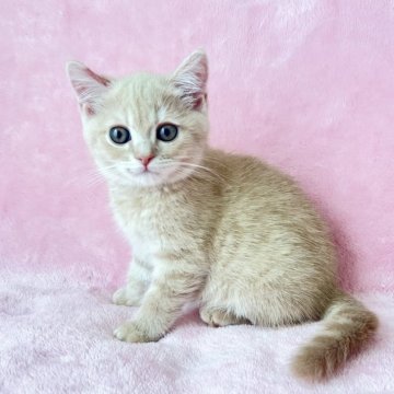 スコティッシュフォールド【静岡県・男の子・2024年1月6日・クリームタビー（短毛）】の写真「ミルクティーカラー💕むちむちベビー」