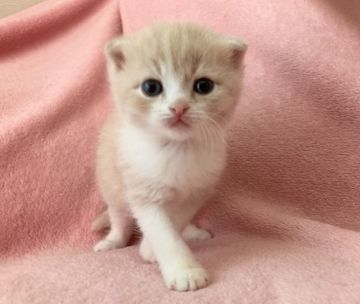 スコティッシュフォールド【静岡県・男の子・2021年11月21日・クリームタビー&ホワイト】の写真「丸顔折れ耳❣️きれいなクリーム✨スコらしい小さな耳」