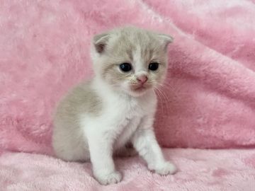 スコティッシュフォールド【静岡県・男の子・2022年5月25日・クリームタビー&ホワイト（短毛）】の写真「💖ミルキーsweetな男の子です♪」