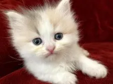 スコティッシュフォールド(立ち耳)【静岡県・女の子・2020年10月4日・ダイリュートキャリコ】の写真1「明るいカラーピンクのお鼻が可愛いです💕」