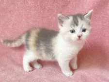 マンチカン(長足)【静岡県・女の子・2021年5月2日・ダイリュートキャリコ】の写真1「自分からよって来ます❣️」