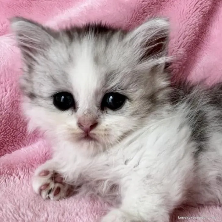 ID：2210-01436の子猫