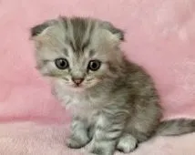 スコティッシュフォールド(折れ耳)【静岡県・男の子・2022年3月12日・シルバータビー】の写真2「甘えん坊です」