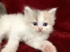 スコティッシュフォールド(立ち耳)【静岡県・女の子・2020年10月4日・ダイリュートキャリコ】の写真2