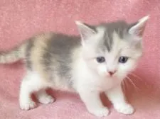 マンチカン(長足)【静岡県・女の子・2021年5月2日・ダイリュートキャリコ】の写真3