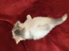 スコティッシュフォールド(立ち耳)【静岡県・女の子・2020年10月4日・ダイリュートキャリコ】の写真4「上からの柄です」