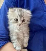 スコティッシュフォールド(折れ耳)【静岡県・男の子・2022年3月12日・シルバータビー】の写真5「抱っこも膝に乗るのも好き❣何処見てるかな?😅」