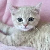 スコティッシュフォールド(立ち耳)【静岡県・男の子・2024年1月6日・クリームタビー】の写真5「元気でとっても人懐こいです☺️」