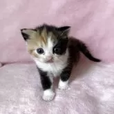 スコティッシュフォールド(立ち耳)【静岡県・女の子・2025年9月10日・キャリコ】の写真11