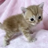 スコティッシュフォールド(立ち耳)【静岡県・女の子・2025年6月17日・レッドタビー】の写真11