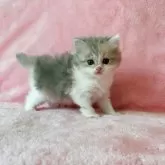 ミヌエット(長足)【静岡県・女の子・2025年7月19日・ダイリュートキャリコ】の写真14