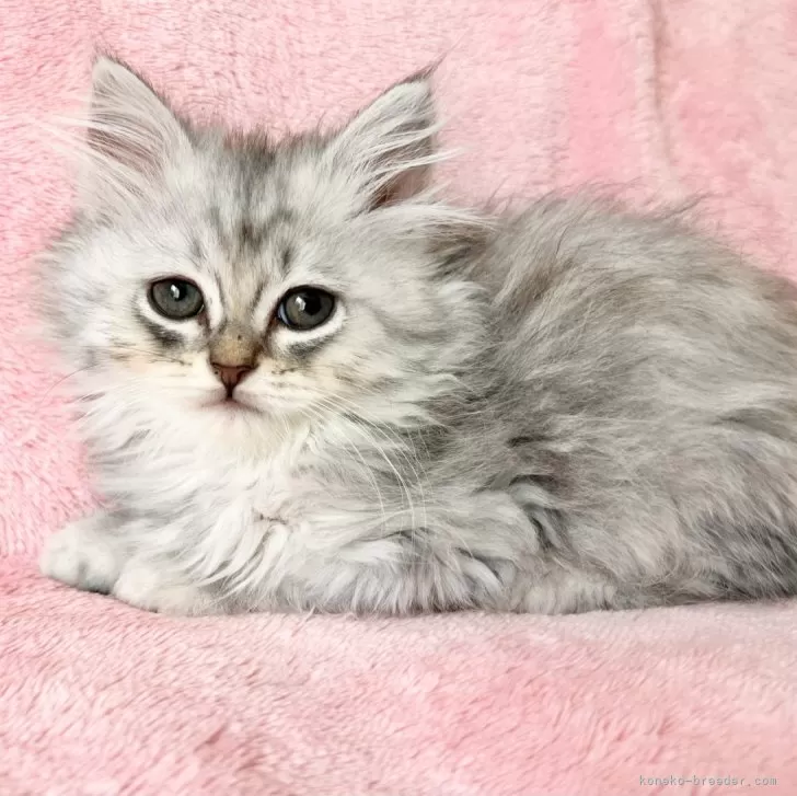 ID：2503-01252の子猫