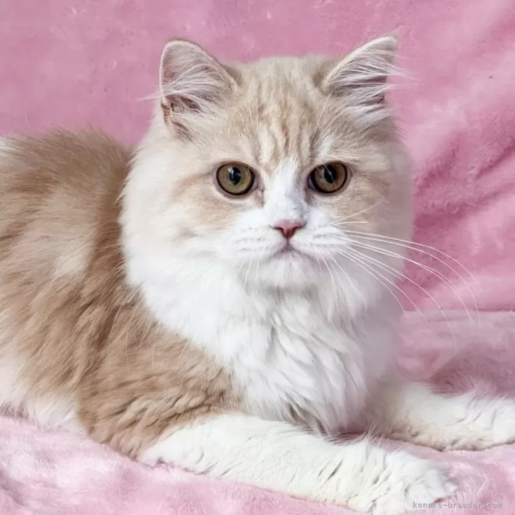 E 様のお迎えした子猫