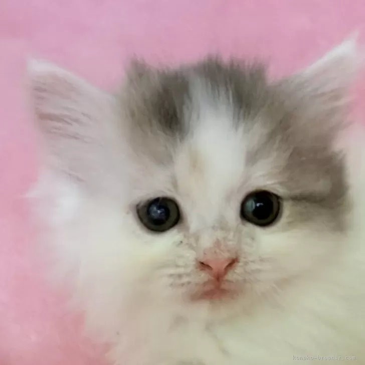 ミヌエット(短足)【静岡県・女の子・2025年7月19日・ダイリュートキャリコ ( バンカラー)】の写真1