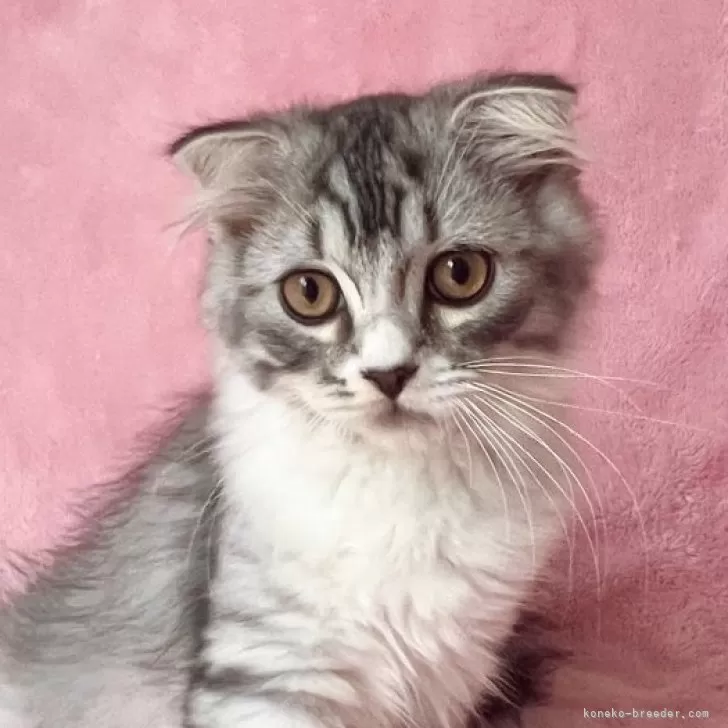 ID:2506-02609の子猫