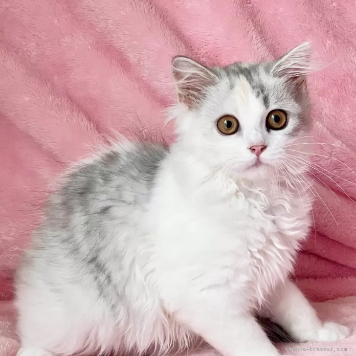 ID:2505-01316の子猫