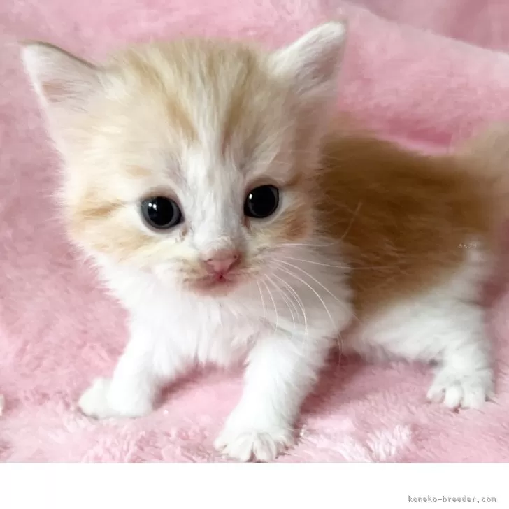 レン 様のお迎えした子猫
