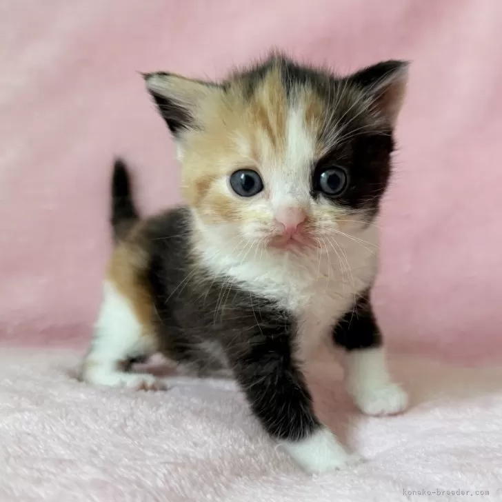 スコティッシュフォールド(立ち耳)【静岡県・女の子・2025年9月10日・キャリコ】の写真1「めちゃくちゃ甘えん坊🩷人の身体よじ登って来ます私はここよ💖のアピールが強烈ですෆ̈」