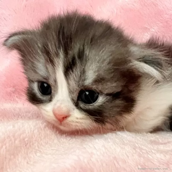 ID：2502-01882の子猫