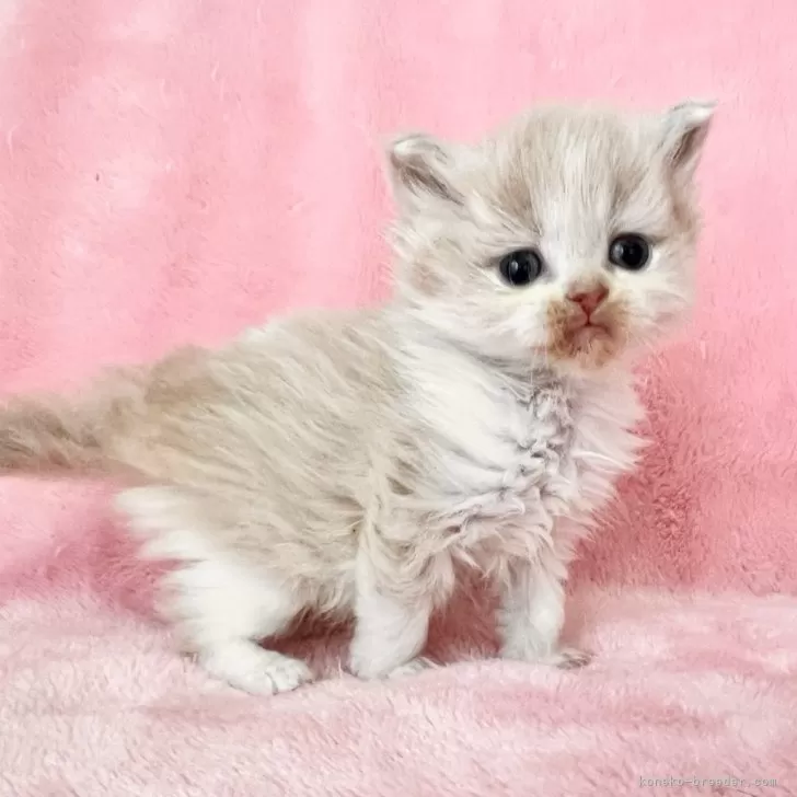 ID:2502-01874の子猫