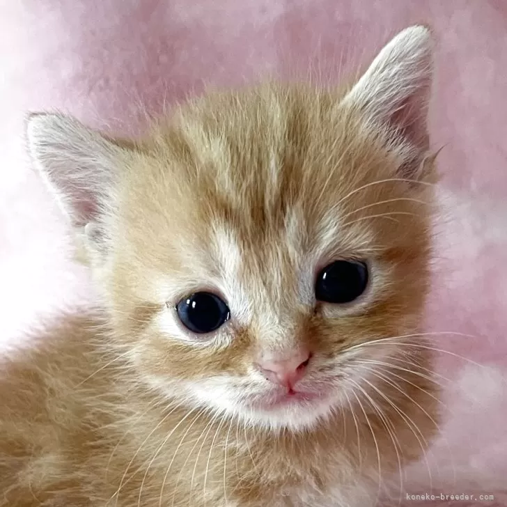 スコティッシュフォールド(立ち耳)【静岡県・女の子・2025年6月17日・レッドタビー】の写真1「パッと明るいレッドフレンドリーで陽気なタイプの子です」