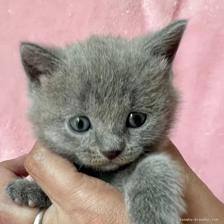 ID:2506-00021の子猫