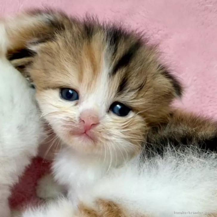 ID：2503-01463の子猫