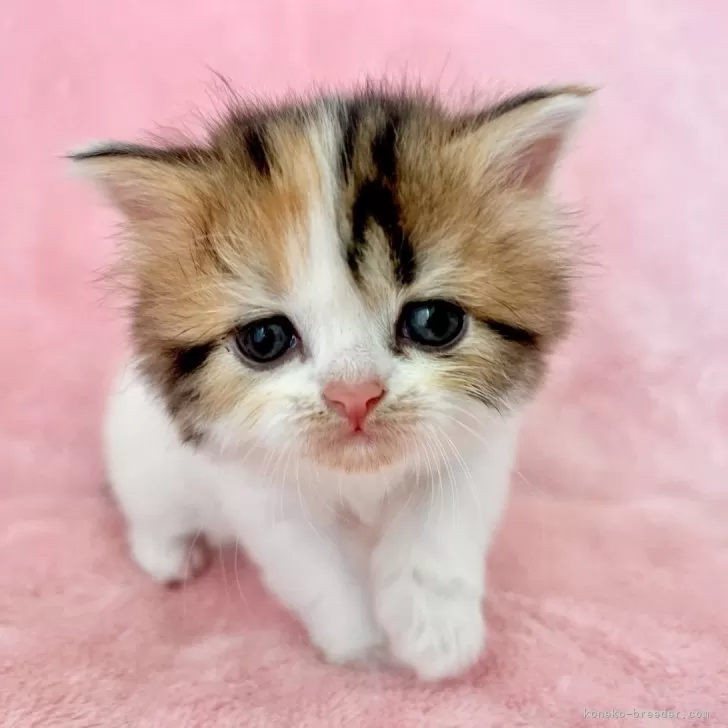 ID:2503-02434の子猫