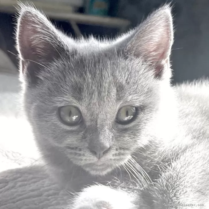 ごろにゃん 様のお迎えした子猫