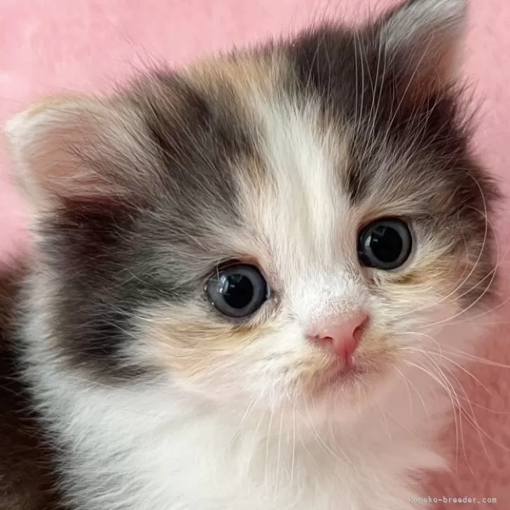 スコティッシュフォールド(立ち耳)【静岡県・女の子・2025年7月4日・キャリコ】の写真1「この愛らしさ！一度会ってみて下さい。物おじしない良い子です」