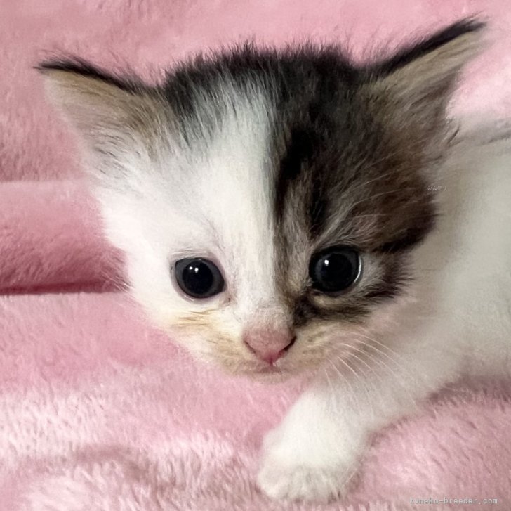 ブリーダー画像