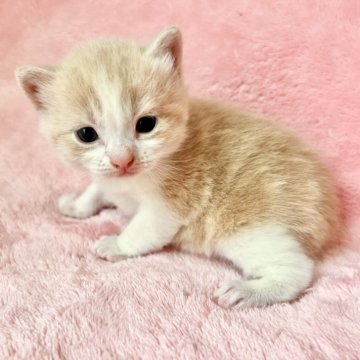 スコティッシュフォールド(立ち耳)【静岡県・男の子・2025年5月4日・クリームタビー&ホワイト】の写真「立ち耳　短毛クリームホワイト✨」