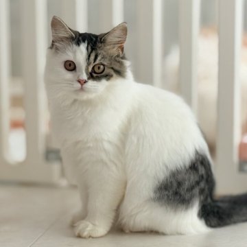 スコティッシュフォールド(立ち耳)【静岡県・女の子・2025年6月17日・ブラウンタビー&ホワイト】の写真「個性的な美人さん✨手が掛かりませんとても甘えん坊」