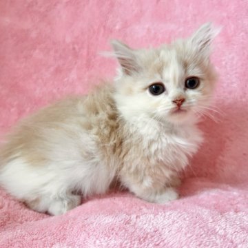 マンチカン(短足)【静岡県・女の子・2025年1月20日・クリーム&ホワイト（ふわふわセミロング）】の写真「小ぶりでキュート💕おおらか物おじ無しおっとりさん」