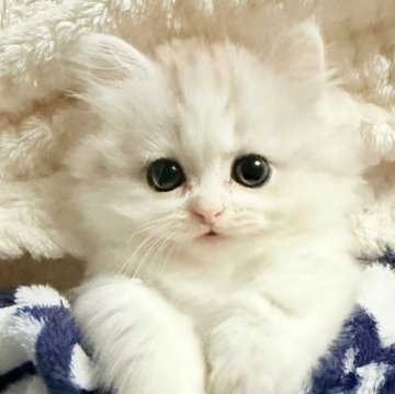 ミヌエット(短足)【静岡県・女の子・2025年7月11日・シルバータビー&ホワイト】の写真「短足ふわふわsweetෆ̈かわいい動画有り◡̎♡」