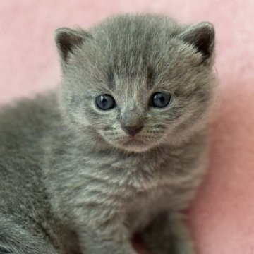 シャルトリュー【静岡県・男の子・2025年10月15日・ブルー】の写真「素敵な子になります✨シャルトリュー男の子💙」