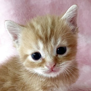 スコティッシュフォールド(立ち耳)【静岡県・男の子・2025年6月17日・レッドタビー】の写真「よく食べ、よく遊びます☺️」