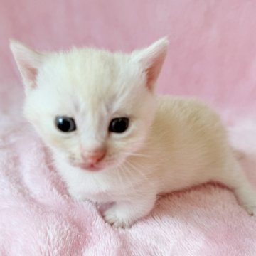 マンチカン(短足)【静岡県・男の子・2025年10月22日・クリーム（短毛）】の写真「優しいカラーです短足、短毛マンチカン」
