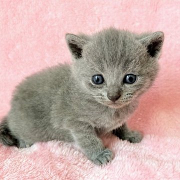 シャルトリュー【静岡県・女の子・2025年10月15日・ブルー】の写真「穏やかな女の子🩷」