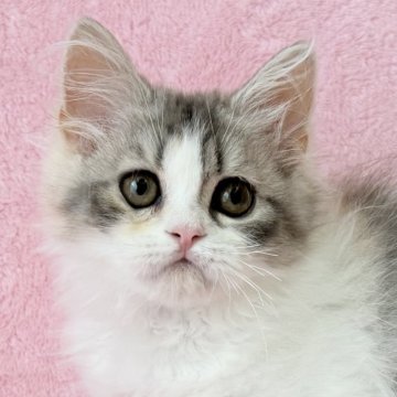 スコティッシュフォールド(立ち耳)【静岡県・女の子・2025年7月12日・ダイリュートキャリコ】の写真「パステルかわいい」