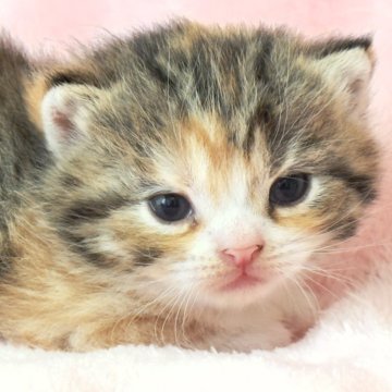 スコティッシュフォールド(立ち耳)【静岡県・女の子・2025年11月11日・ブラウンパッチドタビー&ホワイト(三毛ショート)】の写真「アーモンド型の瞳が魅力の美人ちゃん」