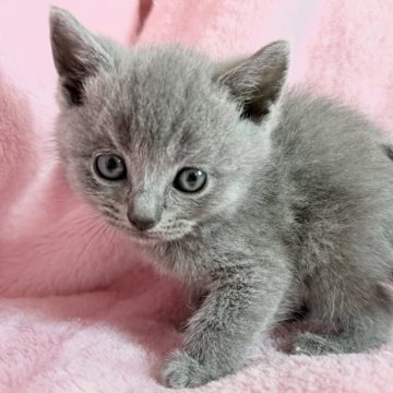 シャルトリュー【静岡県・男の子・2025年10月15日・ブルー】の写真「ブルーがきれいな子です」