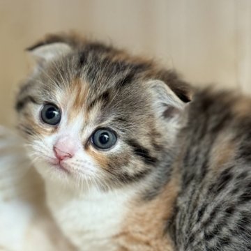 スコティッシュフォールド(立ち耳)【静岡県・女の子・2025年11月11日・ブラウンパッチドタビー&ホワイト(縞三毛ショート)】の写真「アーモンド型の瞳が魅力の美人ちゃん」