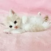 スコティッシュフォールド(立ち耳)