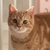 スコティッシュフォールド(立ち耳)